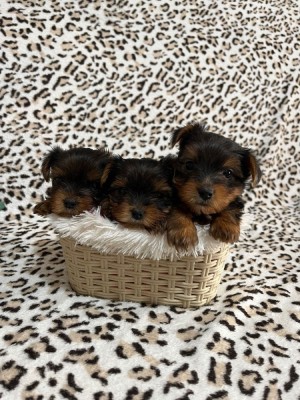 Yorkshire Terrier foto