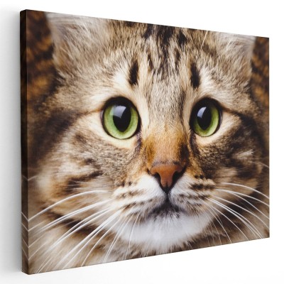 Tablou portret pisica cu ochi verzi Tablou canvas pe panza CU RAMA 30x40 cm foto