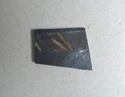Didymograptus murchisoni graptoliti din Ordovician Tara Galilor Marea Britanie foto
