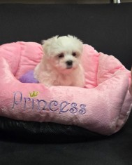 Bichon maltez mini toy