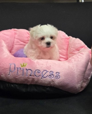 Bichon maltez mini toy foto