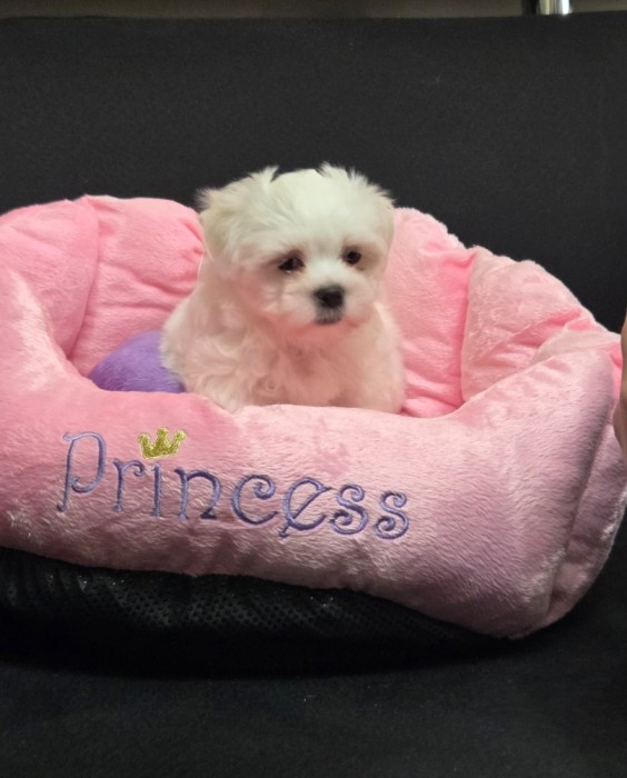 Bichon maltez mini toy
