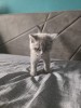 Pisoi British Shorthair