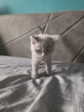 Pisoi British Shorthair