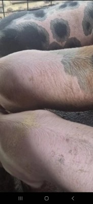 Vand porc de craciun ,rasa pietran.100,.200 ,250,kg foto