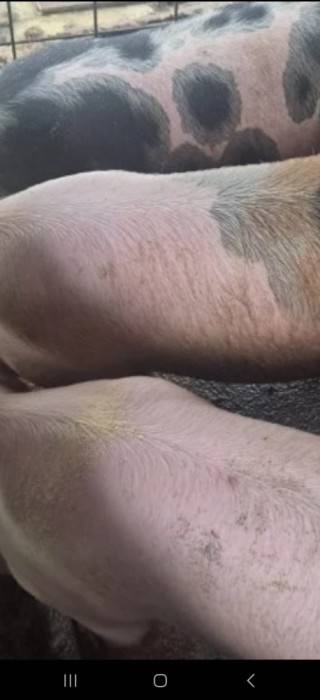 Vand porc de craciun ,rasa pietran.100,.200 ,250,kg