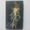 FRANCOIS VILLON - POESIES [ IN LIMBA FRANCEZA]