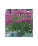 Lagerstroemia indica &#039;Petite Orchid&#039;, liliac indian pitic, flori mov-orhidee, la ghiveci, 1 buc, Oem