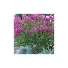 Lagerstroemia indica &#039;Petite Orchid&#039;, liliac indian pitic, flori mov-orhidee, la ghiveci, 1 buc