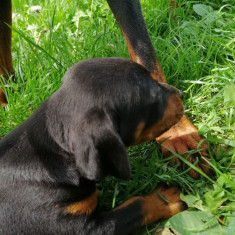 Doberman de vânzare 2 luni