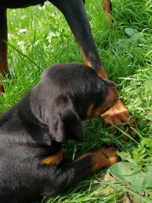 Doberman de v&acirc;nzare 2 luni