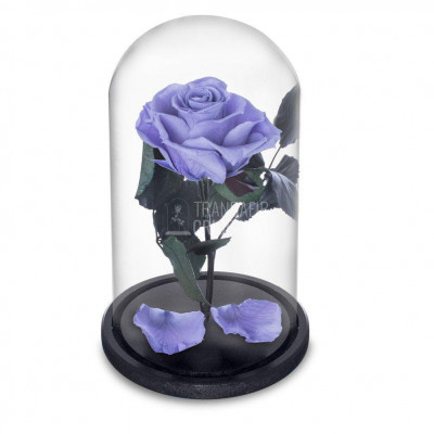 Trandafir Criogenat lila &amp;Oslash;6,5cm in cupola de sticla 10x20cm foto
