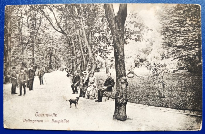 Bucovina 1924 Cernauti Czernowitz - Volksgarten - Hauptallee - Parcul - printata, foarte animata, circulata catre Viena, timbru intact