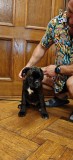 Pui Boxer German, 3 luni, femele, parinti cu pedigree exceptionale