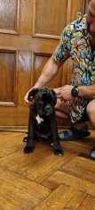 Pui Boxer German, 3 luni, femele, parinti cu pedigree exceptionale