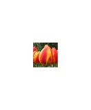 Lalele Tulipa, Flair, Rosu/Galben, 12/+, 1 Bulb