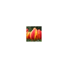 Lalele Tulipa, Flair, Rosu/Galben, 12/+, 1 Bulb