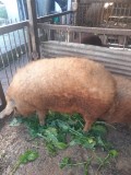 Porci Mangalita, crescu?i bio, in propria curte