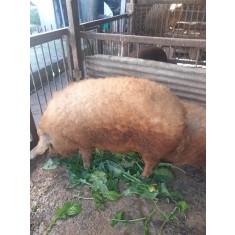 Cauti Porci Metis Mangalita Mistret Vezi Oferta Pe Okazii Ro