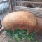 Porci Mangalita, crescu?i bio, in propria curte