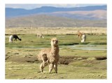 Tablou Canvas, "Alpaca &icirc;n peisaj montan liniștit", Alpaca, Peisaj, Verdeață, Cer, Munți, Pășune, Animale, Curiozitate, Natură, Serenitate., 39 x 26 cm