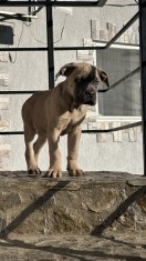 Cane corso