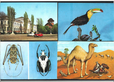 Carte postala Muzeul de Istorie Naturala Grigore Antipa lot 4 vederi vechi foto