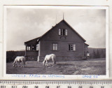 Bnk foto Cabana Padis - 1965, Alb-Negru, Romania de la 1950, Cladiri