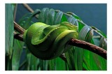 Tablou Canvas, "Șarpe verde odihnindu-se pe creangă", Șarpe, Verde, Crengi, Frunze, Savană, Mister, Reptilă, Camuflaj, 39 x 26 cm, CMCLASS