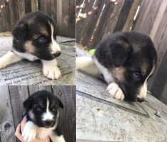 Husky metis foto
