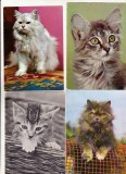 bnk cp Pisici - lot 20 carti postale *