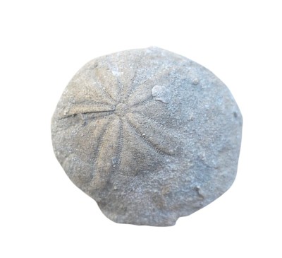 FOSILA ARICI DE MARE DENDRASTER EXCENTRICUS foto