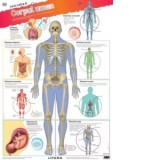 Descopera! Corpul uman (planse educationale)