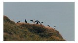 Tablou Canvas, "Puffini pe st&acirc;ncile &icirc;nverzite ale coastei", Păsări, Ciuplu, St&acirc;ncă, Cer, Iarbă, Peisaj, Natură, Zbor, Libertate, Linie, Echilibru, 39