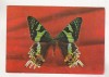Bnk cp Sibiu - Muzeul de istorie naturala - Fluturi - Chrysiridia rhipheus - necirculata, Printata