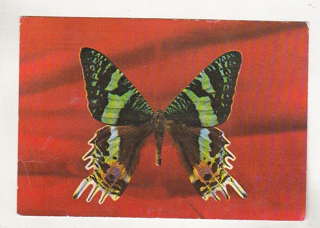 bnk cp Sibiu - Muzeul de istorie naturala - Fluturi - Chrysiridia rhipheus - necirculata