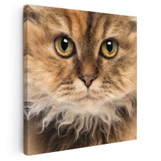 Tablou portret pisica Selkirk Rex Tablou canvas pe panza CU RAMA 30x30 cm