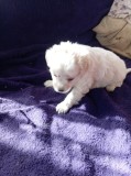 Bichon havanez