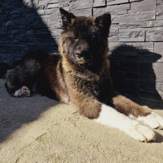 Metis American Akita