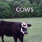 The Cows