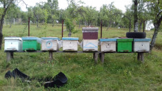 Vand familii de albine - stupi si rame incluse foto
