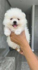 Pomeranian 2 baieti si o fetita disponibili