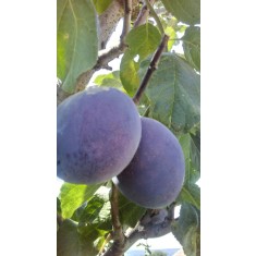 Prun &ndash; Soiul Precident