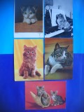 HOPCT LOT NR 1048 PISICI --5 CARTI POSTALE-CIRCULATE, Circulata, Printata