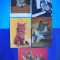 HOPCT LOT NR 1048 PISICI --5 CARTI POSTALE-CIRCULATE