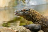 Tablou Canvas, "Dragonul de Komodo contempl&acirc;nd natura", Dragon, Textură, Reptilă, Natură, Apă, Scăldat, Solzi, Privire, Ambient, Peisaj, 39 x 26 cm, C