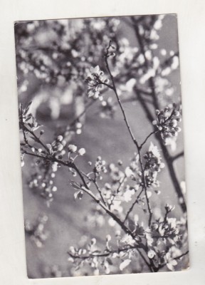 bnk cp Carte postala necirculata - tematica flora foto