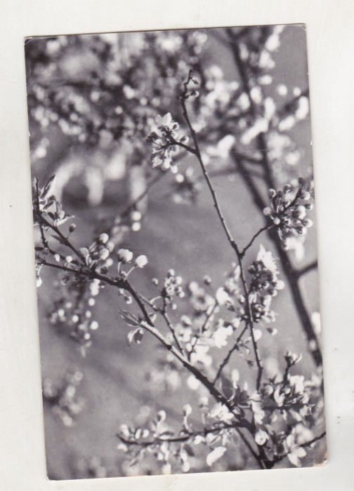 bnk cp Carte postala necirculata - tematica flora