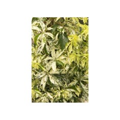 Planta, Vita de Canada, Parthenocissus quinquefolia STAR SHOWERS P9, ghiveci 9cm