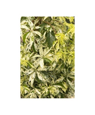 Planta, Vita de Canada, Parthenocissus quinquefolia STAR SHOWERS P9, ghiveci 9cm foto